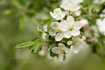 Close up of tender apple tree blossom in spring. Selective focus. 