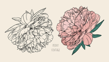 Set of vector vintage peonies on a beige background in the color of old craft paper. Several elements for the design of cards, wedding invitations, banners, patterns. Pink and black and white flower.