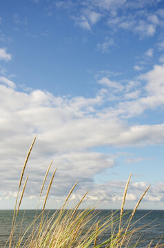 Cape Cod seascape with marram grass in sunlight