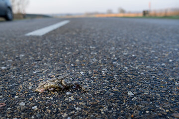 Crushed frog roadkill killed by a by car on asphalt