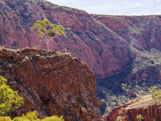 Australia, Outback, Northern Territory, Red Centre, West Macdonnel Ranges, Ormiston Gorge, Tree on ridge in red rock mountains