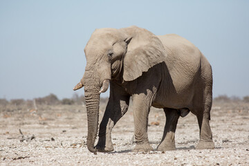 Fototapeta na wymiar Etosha, Namibia, June 19, 2019: A large elephant stands in the middle of a rocky desert with bushes in the background. Close-up, side view