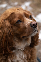 Close up portrait of a brown cocker spaniel male dog