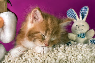 A nice sleeping red and white maine coon kitten.