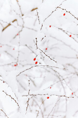 It’s peaceful and quiet on hiking trails after snow storm in Pittsburgh, Western Pennsylvania. Snow covered trees provide a perfect setting for a fairy tale outdoors  adventure.