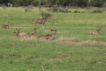 Kudus