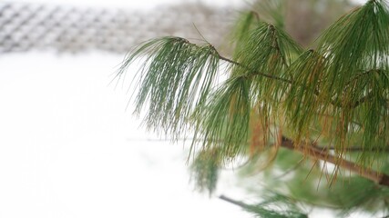 Pine tree branch against snowy background, selective focus