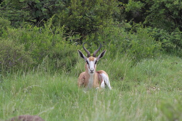 Springbok Lying in Grass