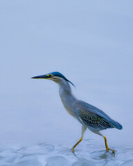 great blue heron