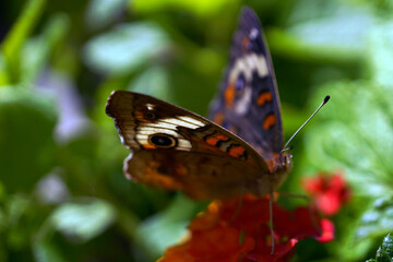 spotted butterfly