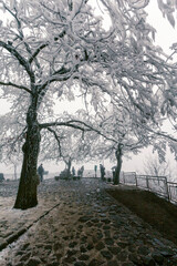 Fototapeta premium Trees in hoarfrost, winter snowy white landscape
