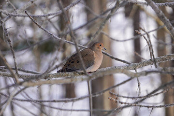 Morning dove