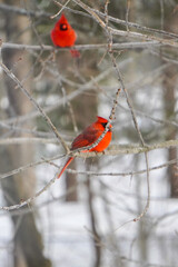 cardinal in winter
