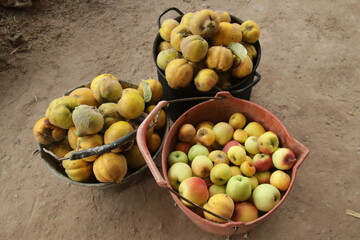 Frutos de la quebrada de Humahuaca