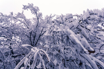 Winter tree in hoarfrost