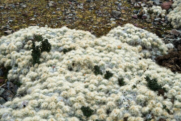 南米ペルーの秘境アンデス山脈に突如現れるレインボーマウンテン（ビニクンカ山）高山植物と動物が造り出した荘厳な景色が広がる、標高5100mの秘境。赤や黄色、綺麗な淡い青などカラフルに染まった山はまさに虹そのもの.