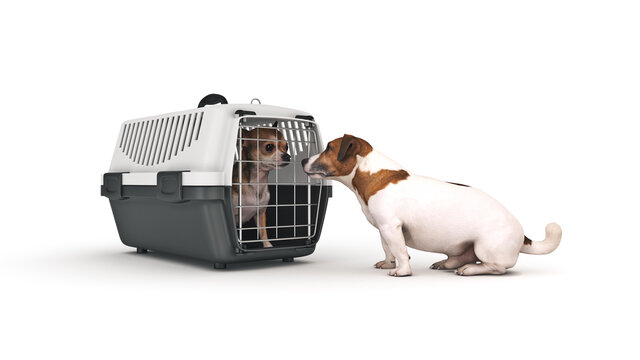 the container for transportation of animals with a small doggie. 3d rendering