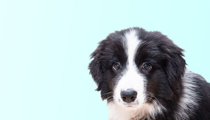 Cute black dog on a pastel background. Border Collie puppy, purebred dog, the smartest dog in the world.