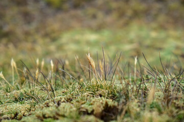 南米ペルーの秘境アンデス山脈に突如現れるレインボーマウンテン（ビニクンカ山）高山植物と動物が造り出した荘厳な景色が広がる、標高5100mの秘境。赤や黄色、綺麗な淡い青などカラフルに染まった山はまさに虹そのもの.