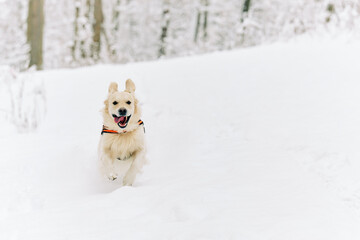 English Cream Golden Retriever is having the time of his life after snowfall in Pittsburgh, Western Pennsylvania. Keep calm and have fun.