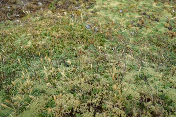 南米ペルーの秘境アンデス山脈に突如現れるレインボーマウンテン（ビニクンカ山）高山植物と動物が造り出した荘厳な景色が広がる、標高5100mの秘境。赤や黄色、綺麗な淡い青などカラフルに染まった山はまさに虹そのもの.