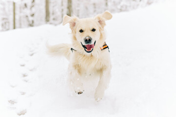 English Cream Golden Retriever is having the time of his life after snowfall in Pittsburgh, Western Pennsylvania. Keep calm and have fun.