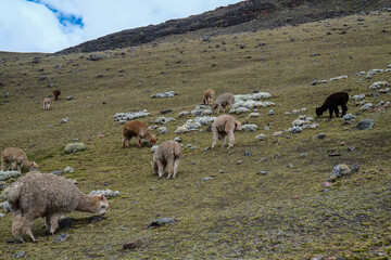 南米ペルーの秘境アンデス山脈に突如現れるレインボーマウンテン（ビニクンカ山）高山植物と動物が造り出した荘厳な景色が広がる、標高5100mの秘境。赤や黄色、綺麗な淡い青などカラフルに染まった山はまさに虹そのもの.