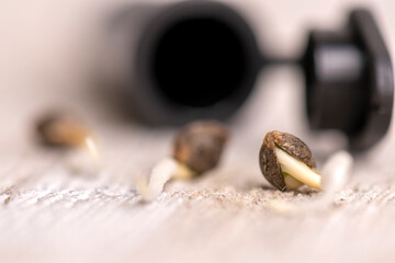Cannabis hemp seeds ready for germination