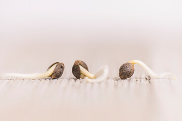 Cannabis hemp seeds ready for germination - 400894559