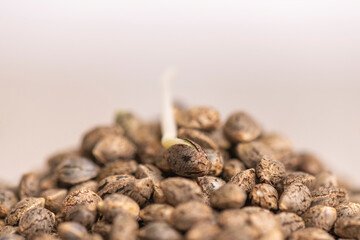Cannabis hemp seeds ready for germination