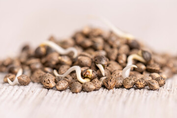 Cannabis hemp seeds ready for germination