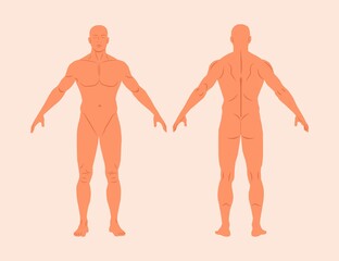 Human body anatomy flat vector illustrations set isolated on background. Male body medical silhouette front and back view. Male muscular body shapes outline. Realistic vector of a human figure in line