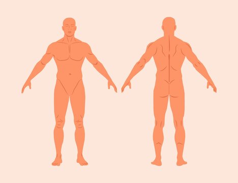Human body anatomy flat vector illustrations set isolated on background. Male body medical silhouette front and back view. Male muscular body shapes outline. Realistic vector of a human figure in line