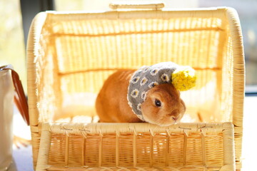 帽子をかぶったうさぎ