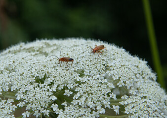 Soldier Beetles