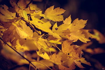 autumn maple leaves