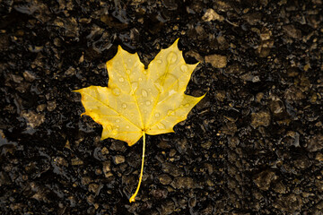 Yellow leaf on a wet cement floor with water droplets on it. 