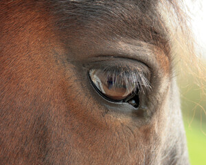 horse eye side view close