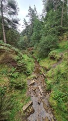 Fototapeta premium trail in the woods