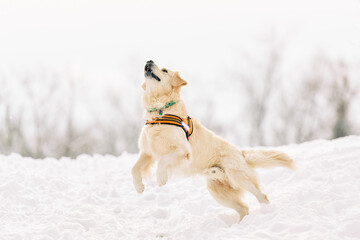 English Cream Golden Retriever is having the time of his life after snowfall in Pittsburgh, Western...