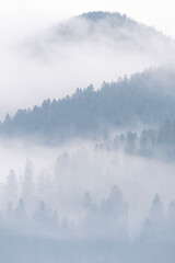 Fog above pine forests. Misty morning view in wet mountain area. Detail of dense pine forest, High Key Photo.