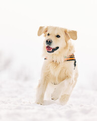 English Cream Golden Retriever is having the time of his life after snowfall in Pittsburgh, Western Pennsylvania. Keep calm and have fun.