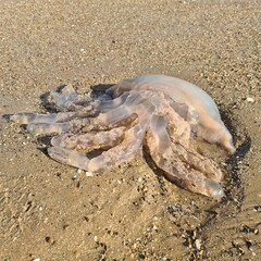 jellyfish on the beach