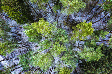 Aerial view of the forest in winter