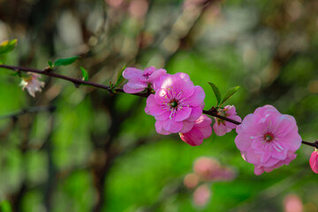 spring blossom season March day time beautiful garden floral scenic view pink flowers and bare tree branches