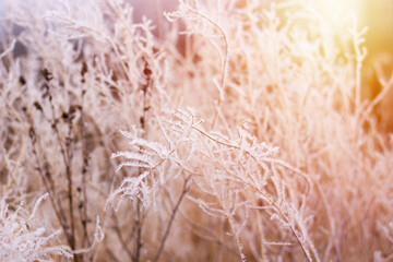 frozen grass on a meadow close up at sunny cold day. winter season. hoarfrost concept. abstract nature scene