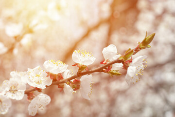 cherry tree in bloom. spring and romance greeting card concept