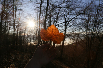 Hand holding orange autumn leaf