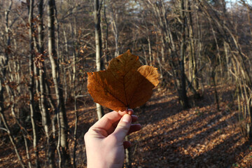 hand holding autumn leaf