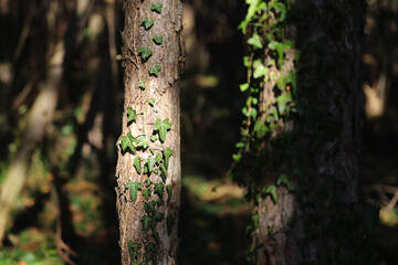 Forest tree isolated 